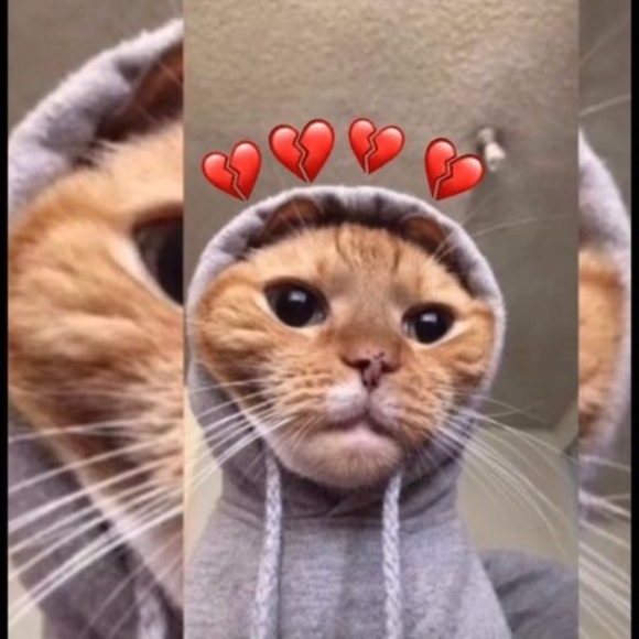 Meet your Posher, Jose - Picture 1 of 1